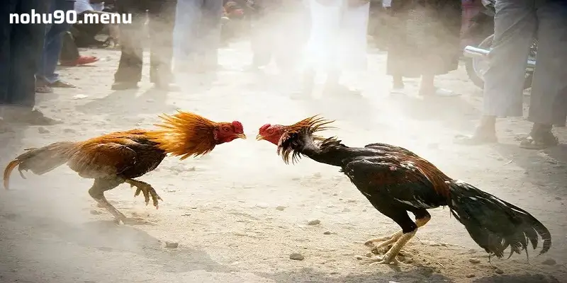 Khám Phá Đá Gà Tại NOHU90: Nơi Cá Cược Tạo Nên Những Cuộc So Tài Nảy Lửa